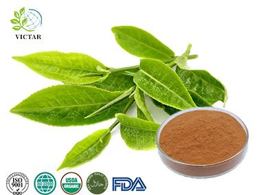綠茶提取物